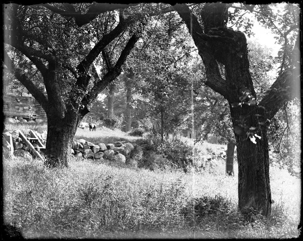 Miniature of Apple Trees, Stone Wall & Dog Outside Of A Rural Home