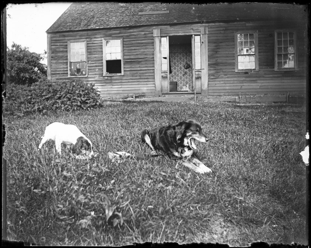 Miniature of Two Dogs Lying Outside An Old Farm House