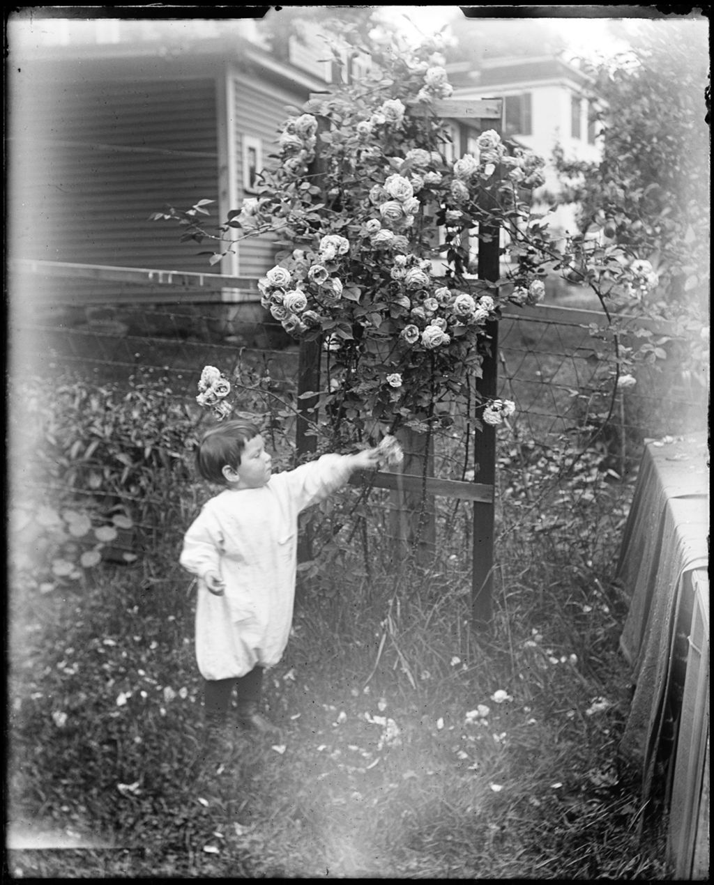 Miniature of Young Boy Pointing At A Rose Bush