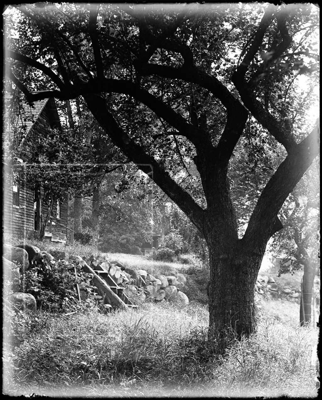 Miniature of Apple Tree Overhanging The Doorsteps Of A Home, Kezar Falls