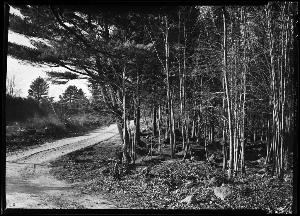 Miniature of Sunlit Forest