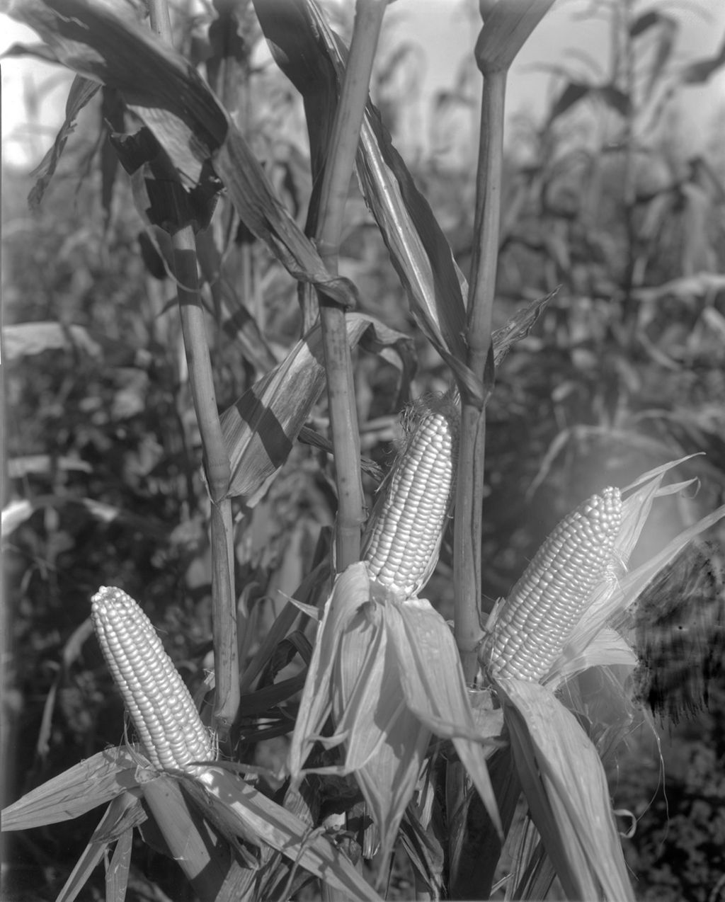 Miniature of Corn Stalks--Fryeburg