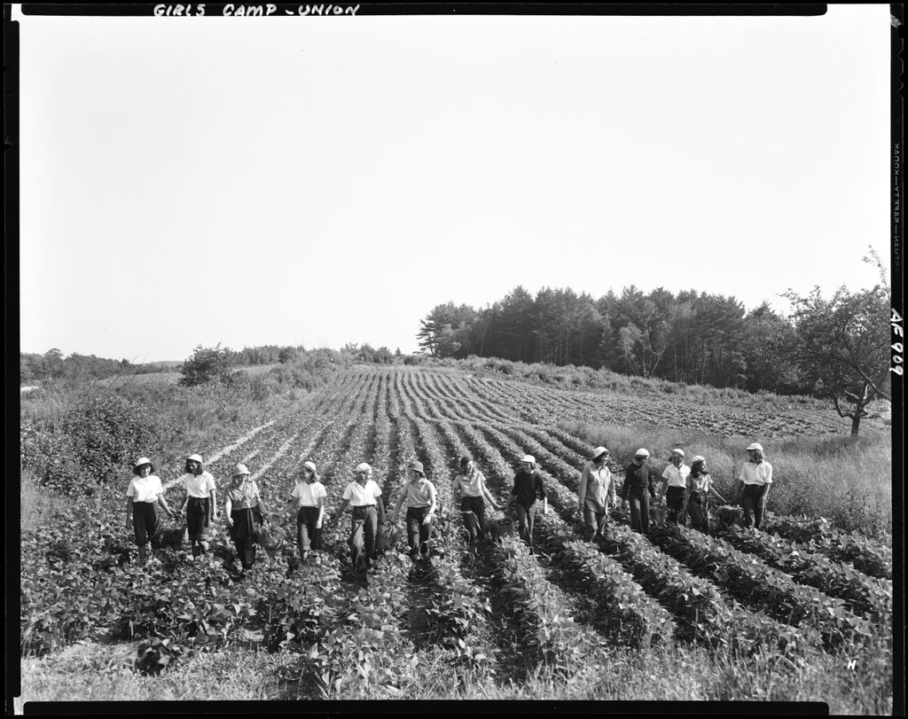 Miniature of Girls Picking Beans In Union