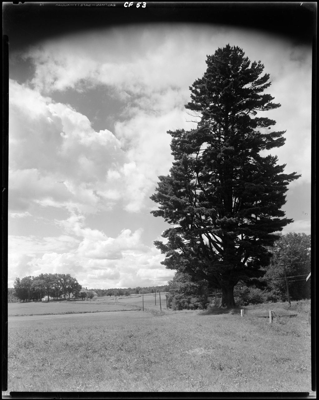 Miniature of Large Pine Tree At Edge Of A Field In Oxford