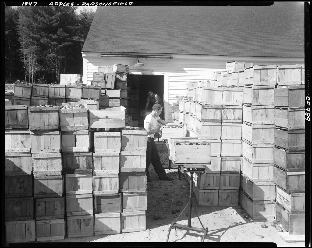 Miniature of Workers Piling Apple Boxes In Parsonsfield