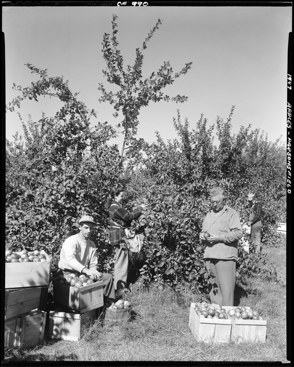 Miniature of Workers Picking Apples In Parsonsfield