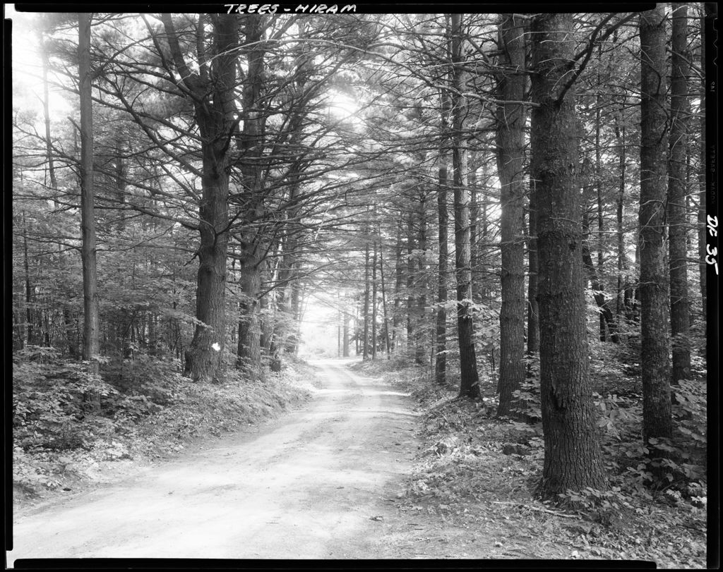 Miniature of Gravel Road Through Nicely Lit Pine Forest In Hiram