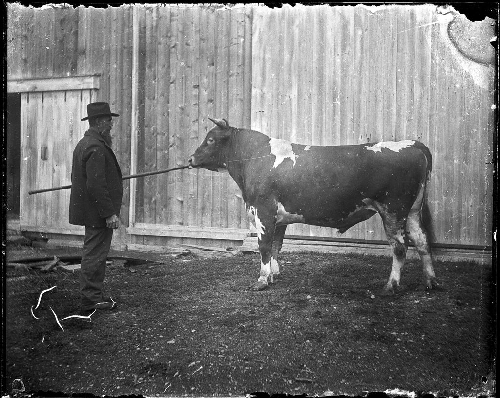 Miniature of Man, outside of a barn, holding a large bull by it's nose ring with a stick