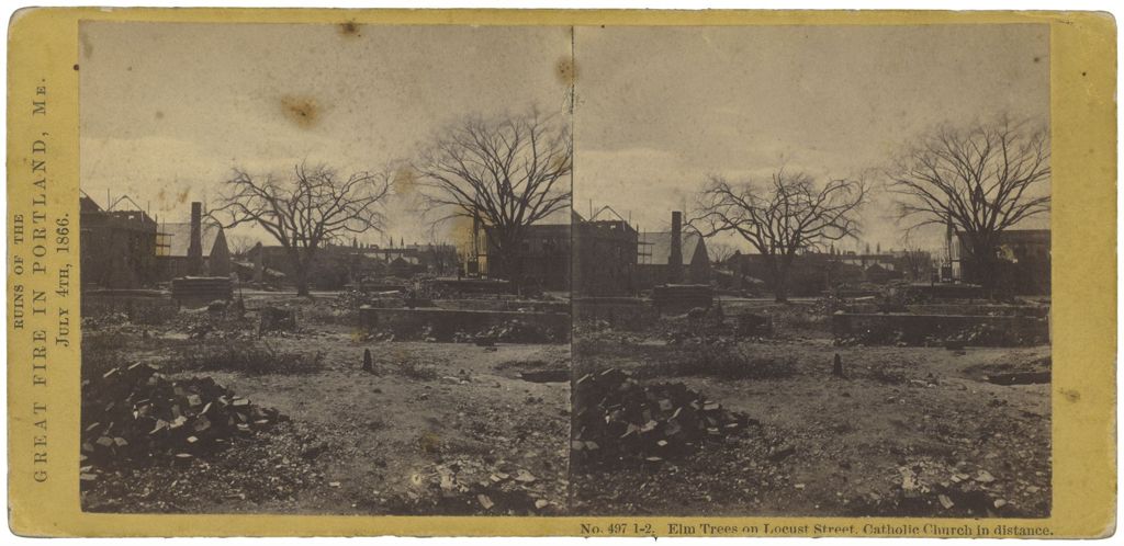 Miniature of Elm Trees on Locust Street, Portland, ME