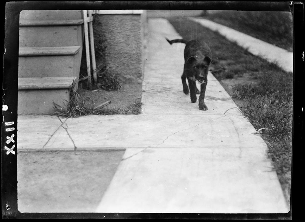 Miniature of Animals- Mike The Family Dog