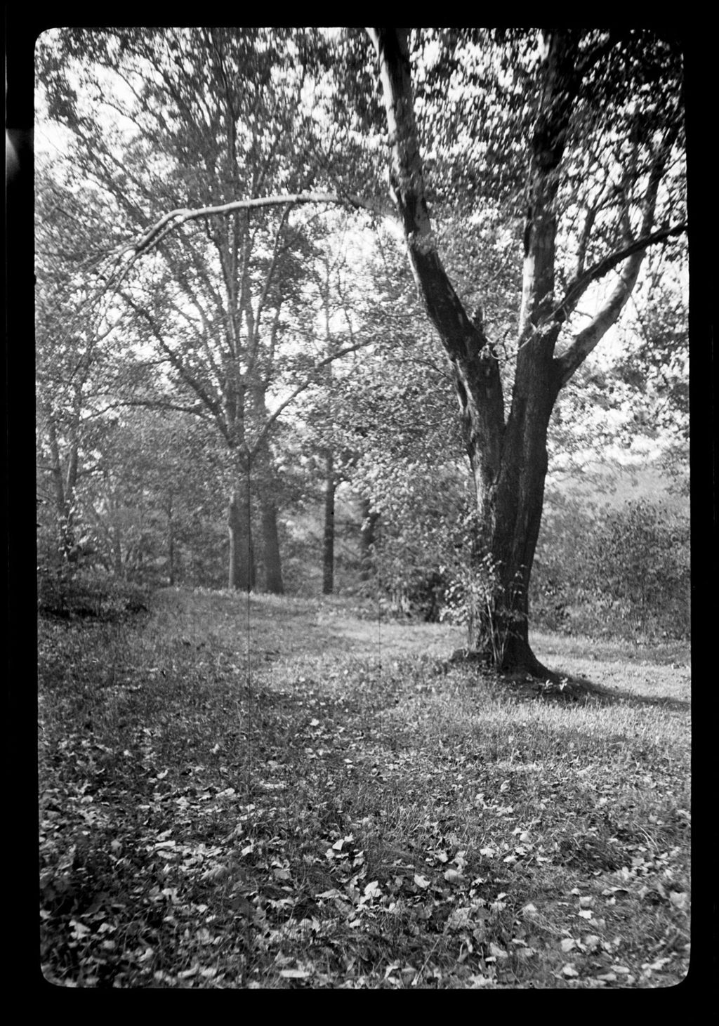 Miniature of Trees- Maple, Franklin Park
