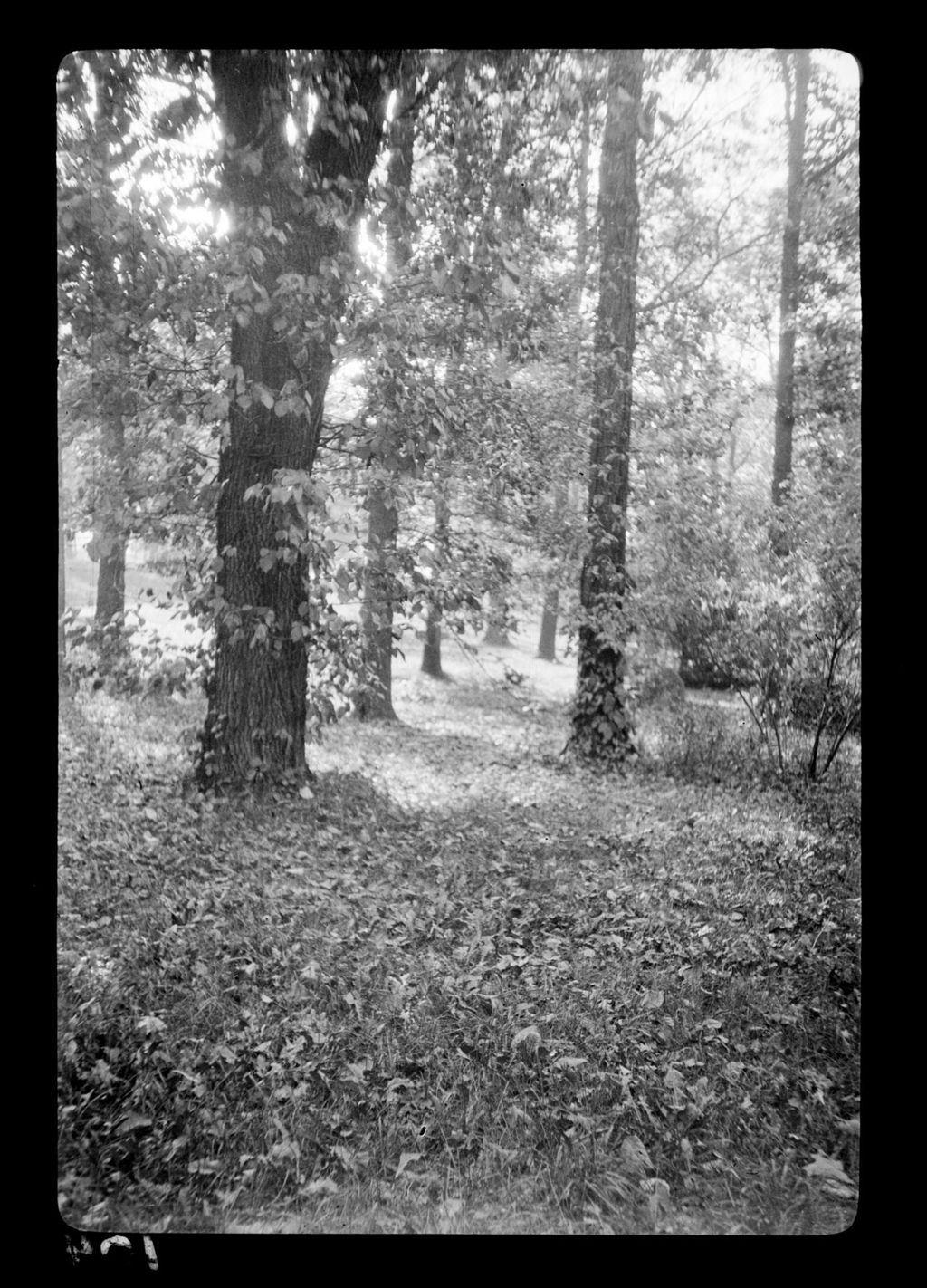 Miniature of Trees
