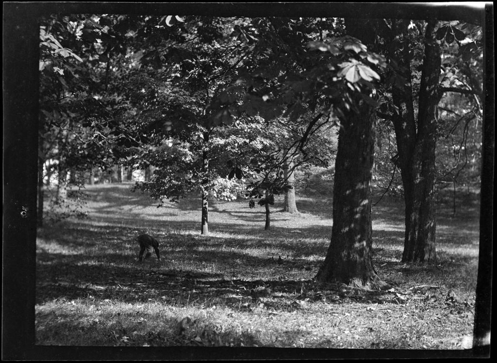 Miniature of Tots- Don Picks Up Nuts From Ground. Franklin Park, Dorchester, MA