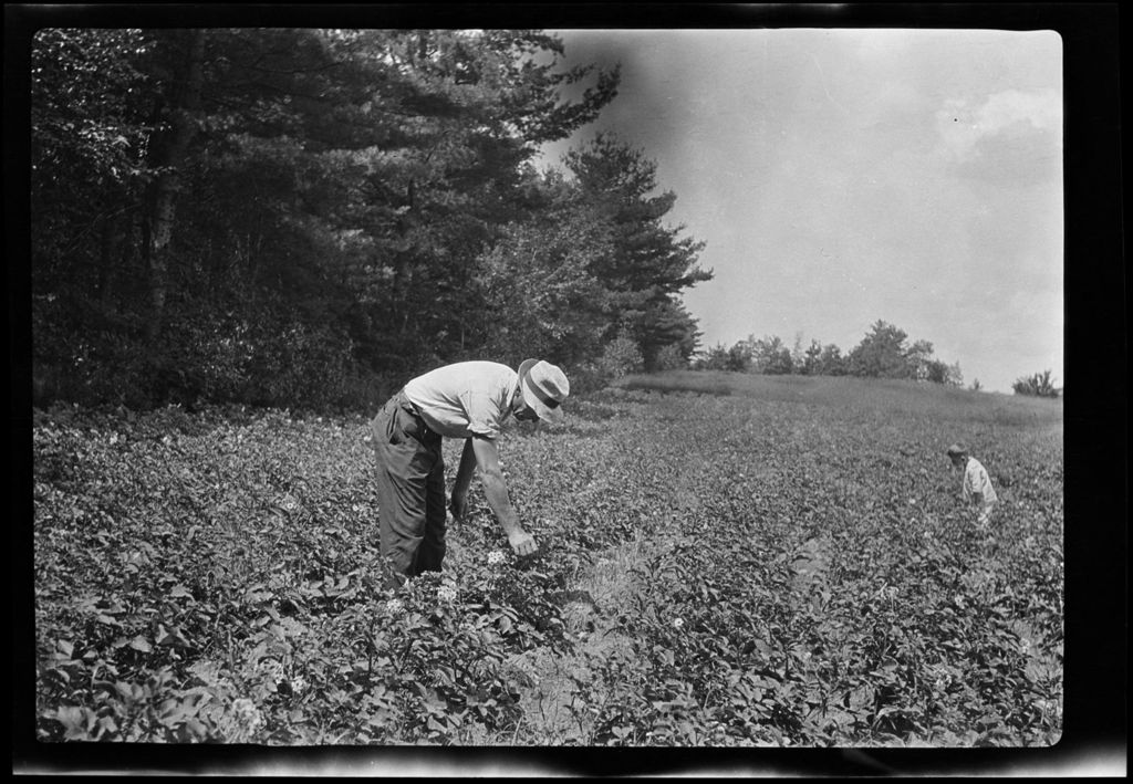 Miniature of Genre- Will Tends The Potatos