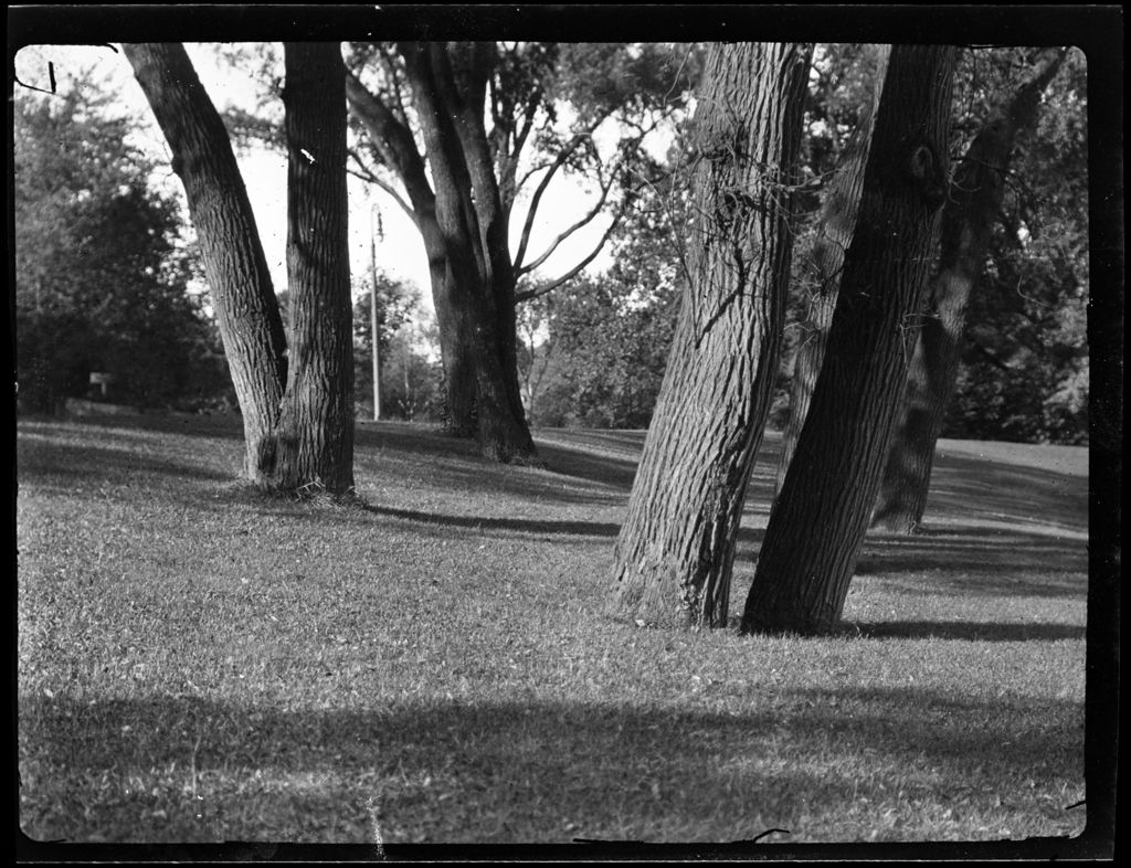 Miniature of Trees- Group Of Trees Jamaica Park, Dorchester, MA