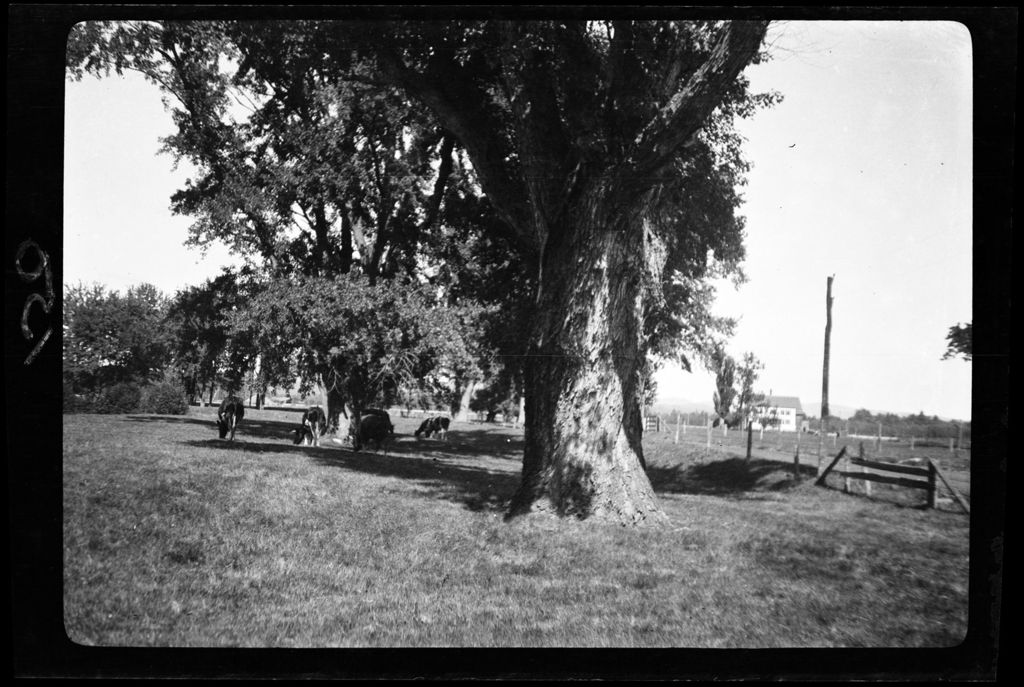 Miniature of Trees- Ossipee Maple