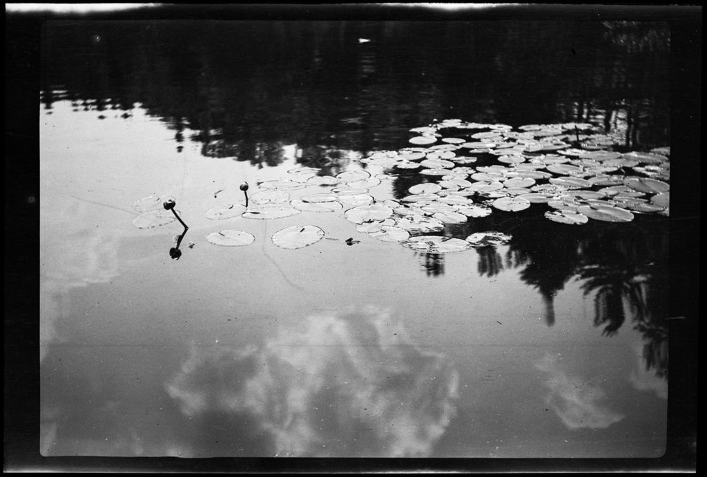 Miniature of Water- Lily Pads On Water
