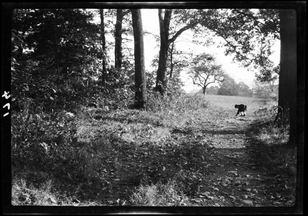 Miniature of Trees- Roslindale