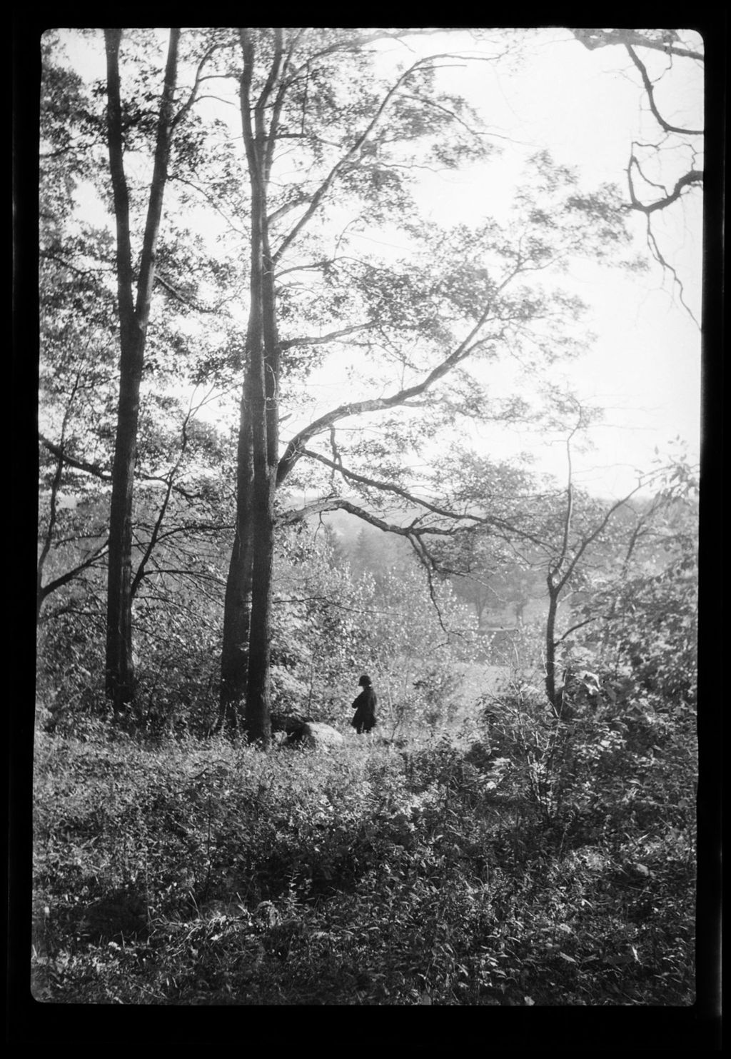 Miniature of Trees- Tot Stand By Big Tree In Roslindale Woods