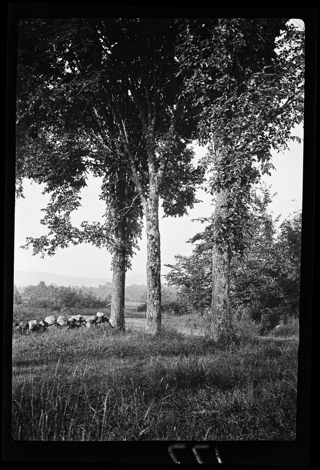 Miniature of Trees