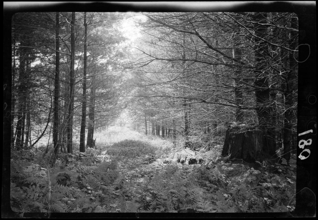 Miniature of Trees