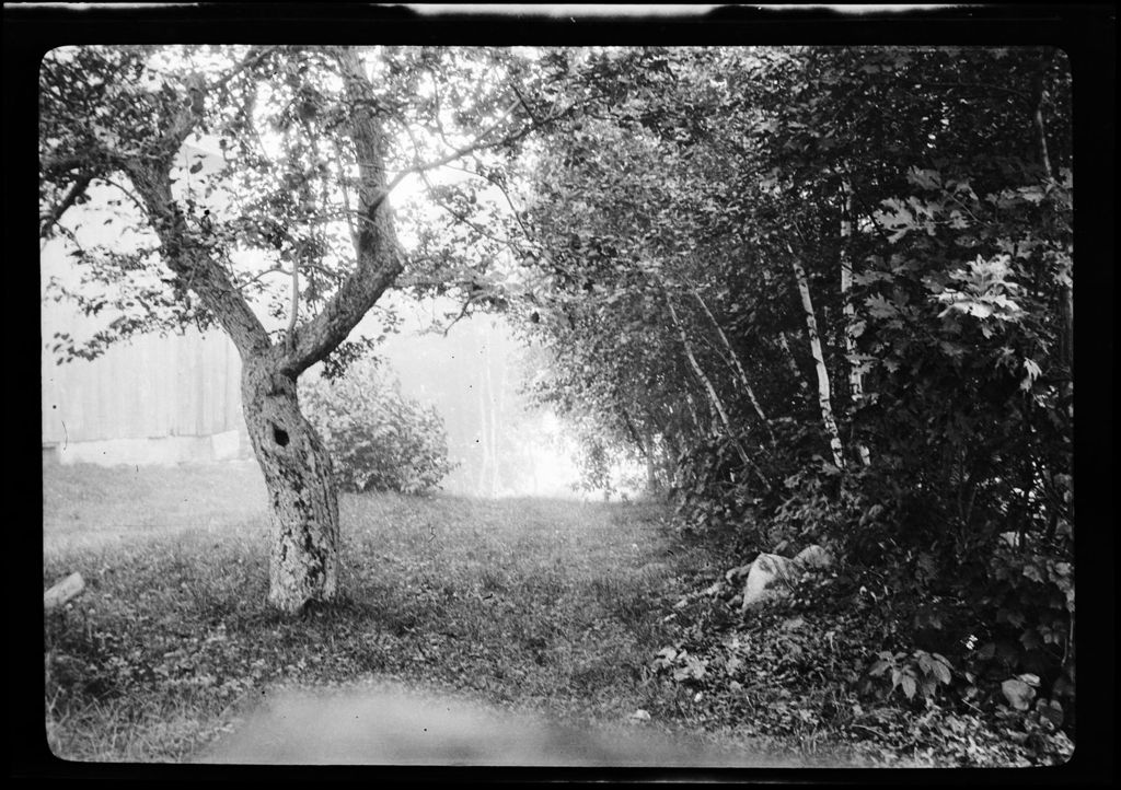 Miniature of Trees- Log Hole- Elm Youngs Pine Our Pasture Mist
