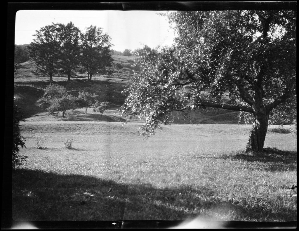 Miniature of Trees Apple Youngs Sears