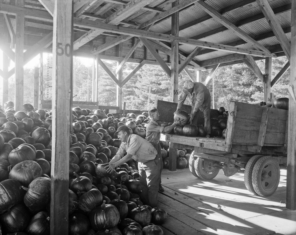 Miniature of A Man Stacking Pumpkins In Fryeburg