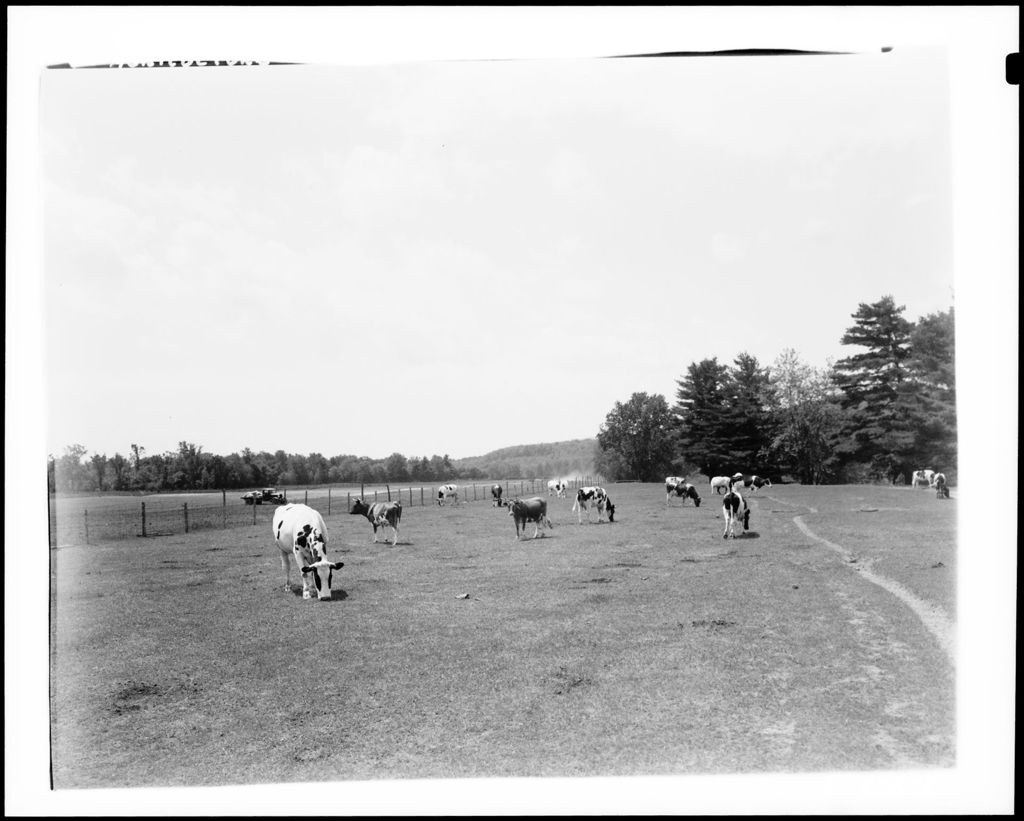 Miniature of Cows Out To Pasture
