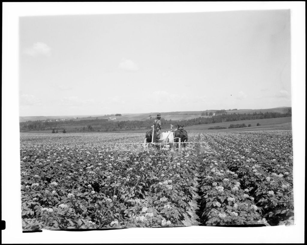 Miniature of Farmer Dusting Potato Crop Using Horse Drawn Machinery
