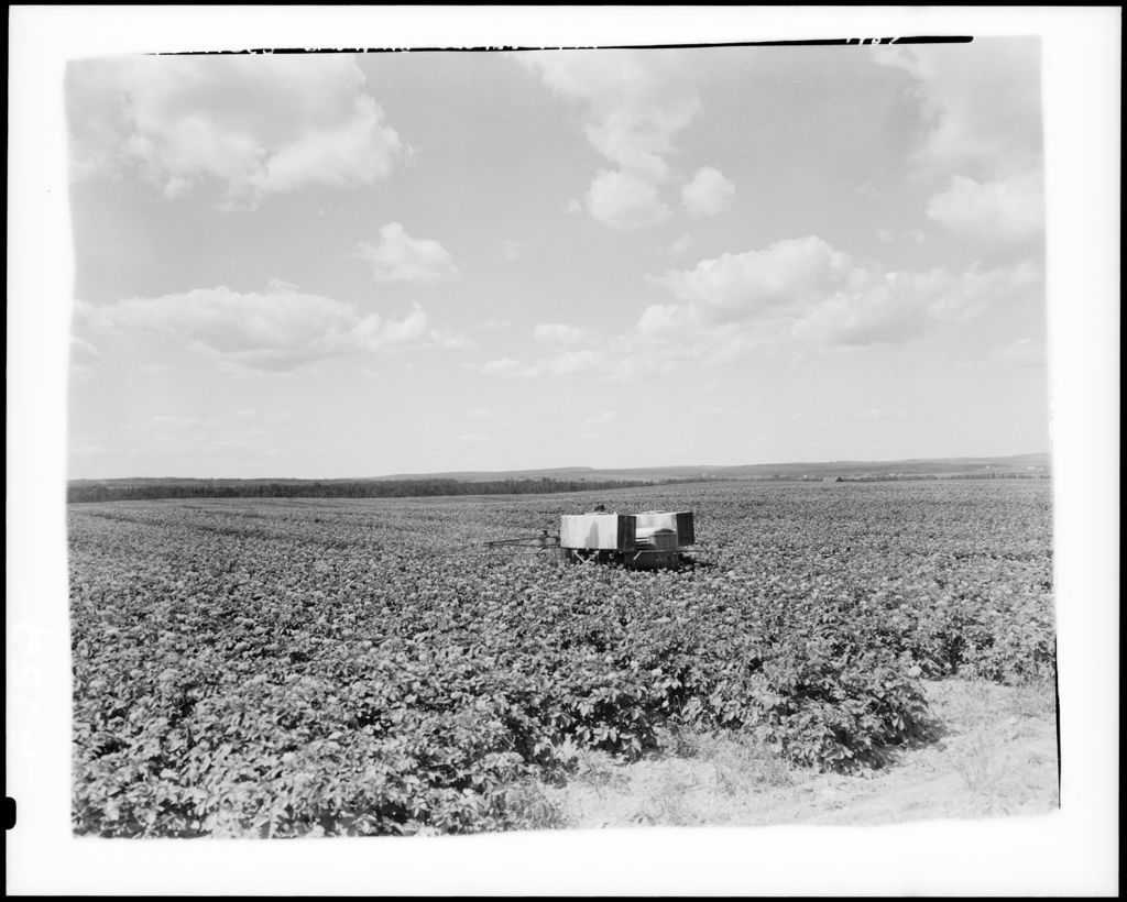 Miniature of Farmer Using A Tractor To Spray A Potato Crop