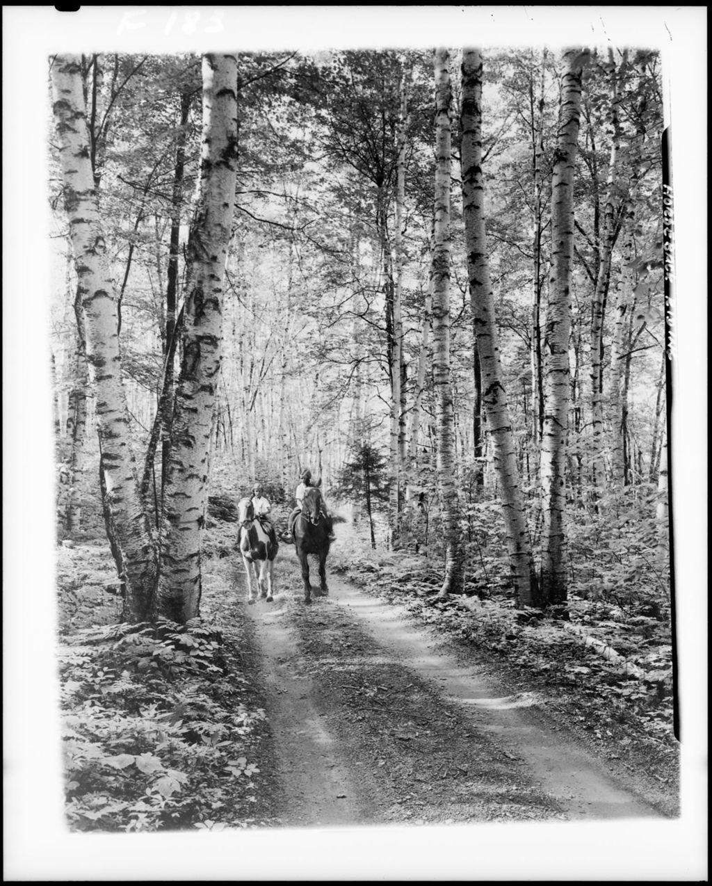 Miniature of Two Children Riding Along A Road Through A Stand Of Birches