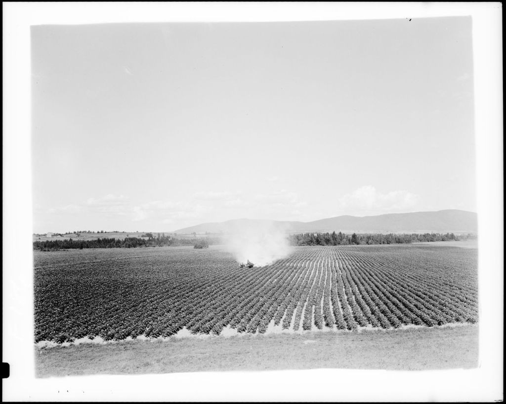 Miniature of Long Distance Shot Of A Worker Using A Tractor To Dust A Potato Crop