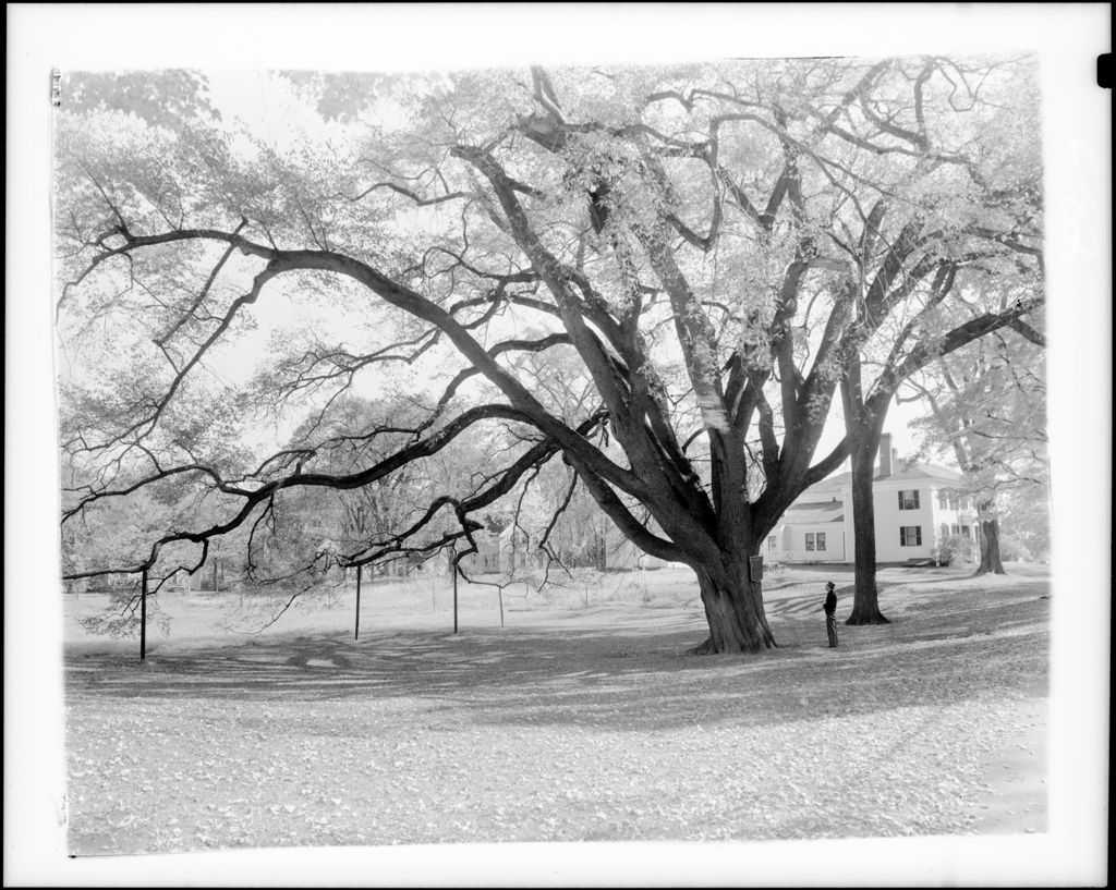Miniature of Man Standing Beside The Huge Lafayette Elm Tree In Kennebunkport