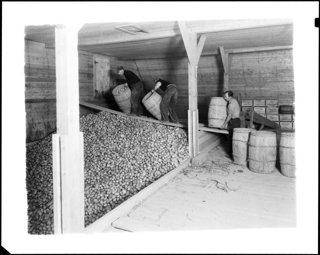 Miniature of Workers Dumping Barrels Full Of Potatoes Into A Large Bin