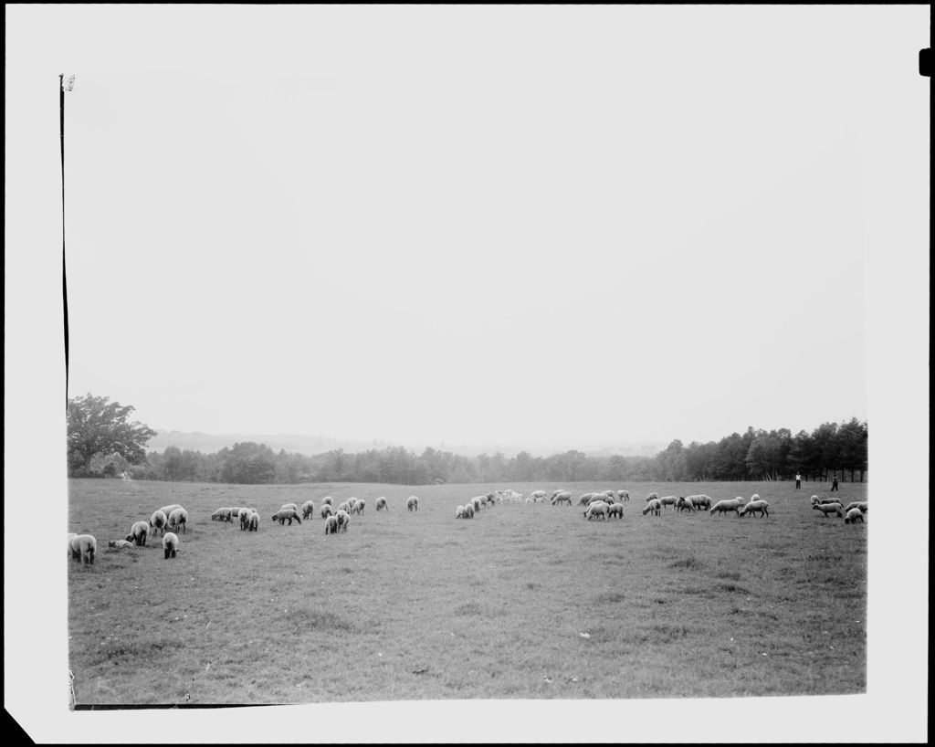 Miniature of Sheep Grazing In A Pasture