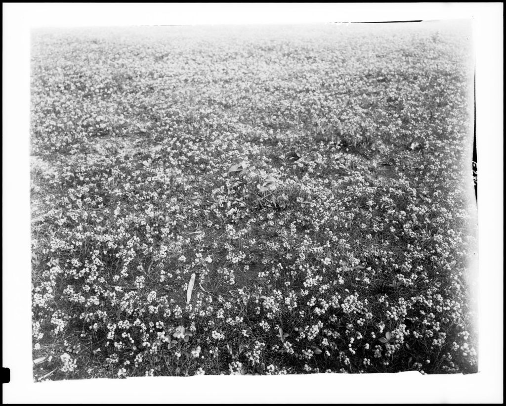 Miniature of Blueberry Field In Cherryfield
