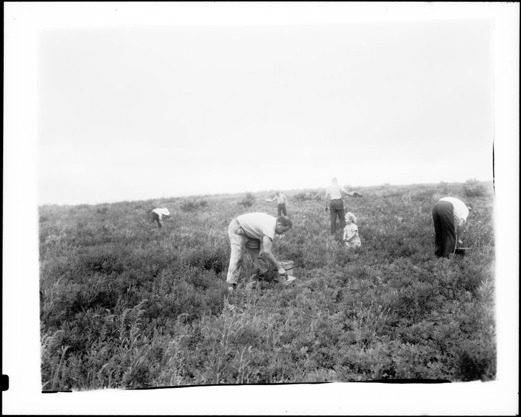 Miniature of Workers Raking Blueberries
