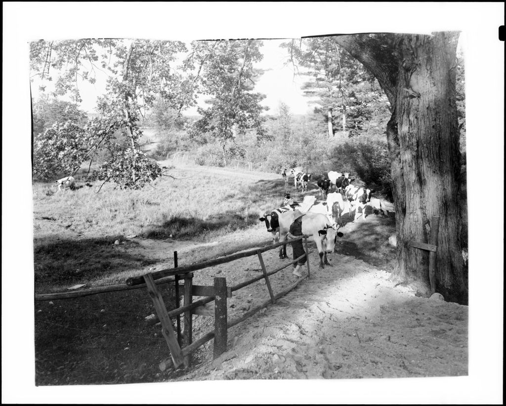 Miniature of Boy Bringing Cows In From The Pasture