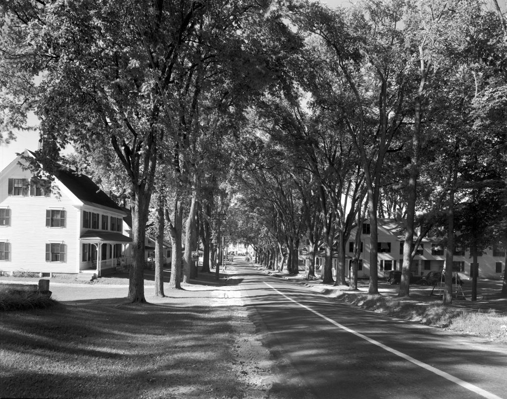 Miniature of Shot Down Road Through Tunnel Of Trees, Houses On Both Sides In Harrison