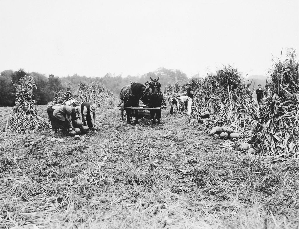 Miniature of Workers Harvesting Pumpkins; Corn Stalks Also Pictured