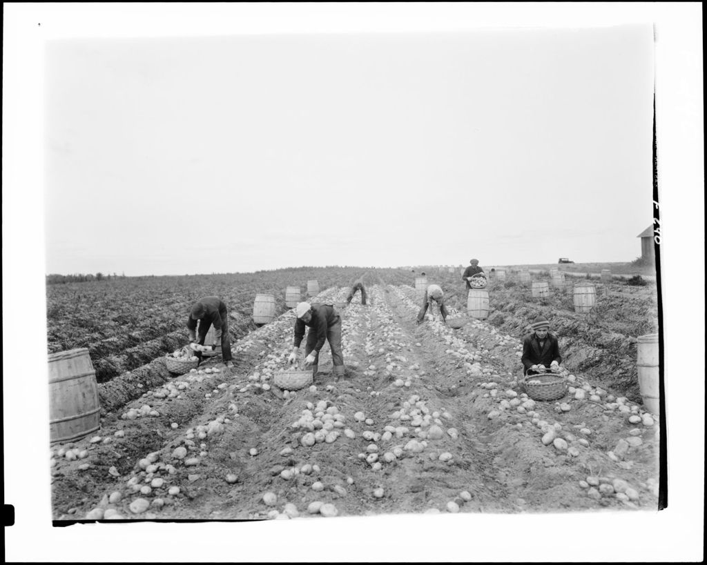 Miniature of Workers Filling Bushel Baskets With Potatoes And Dumping Them Into Barrels In Limestone