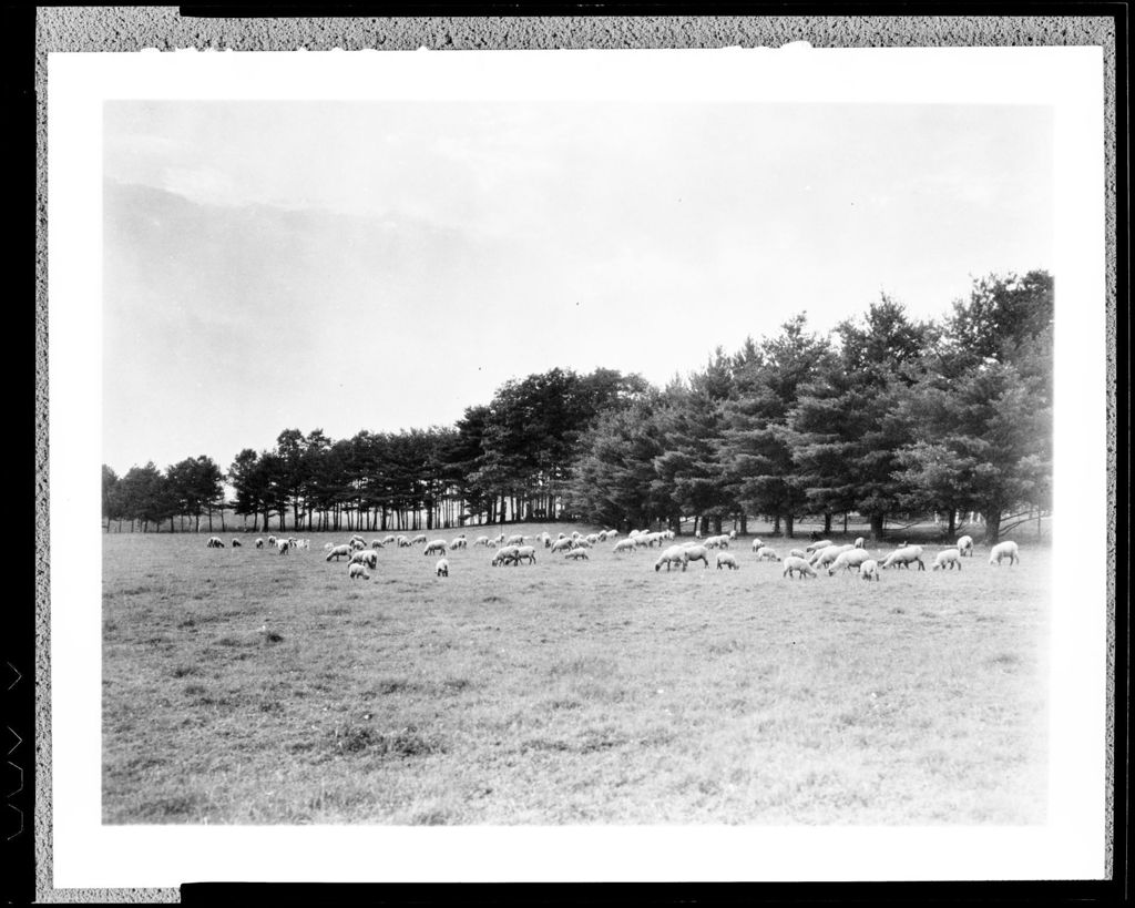 Miniature of Sheep In Pasture