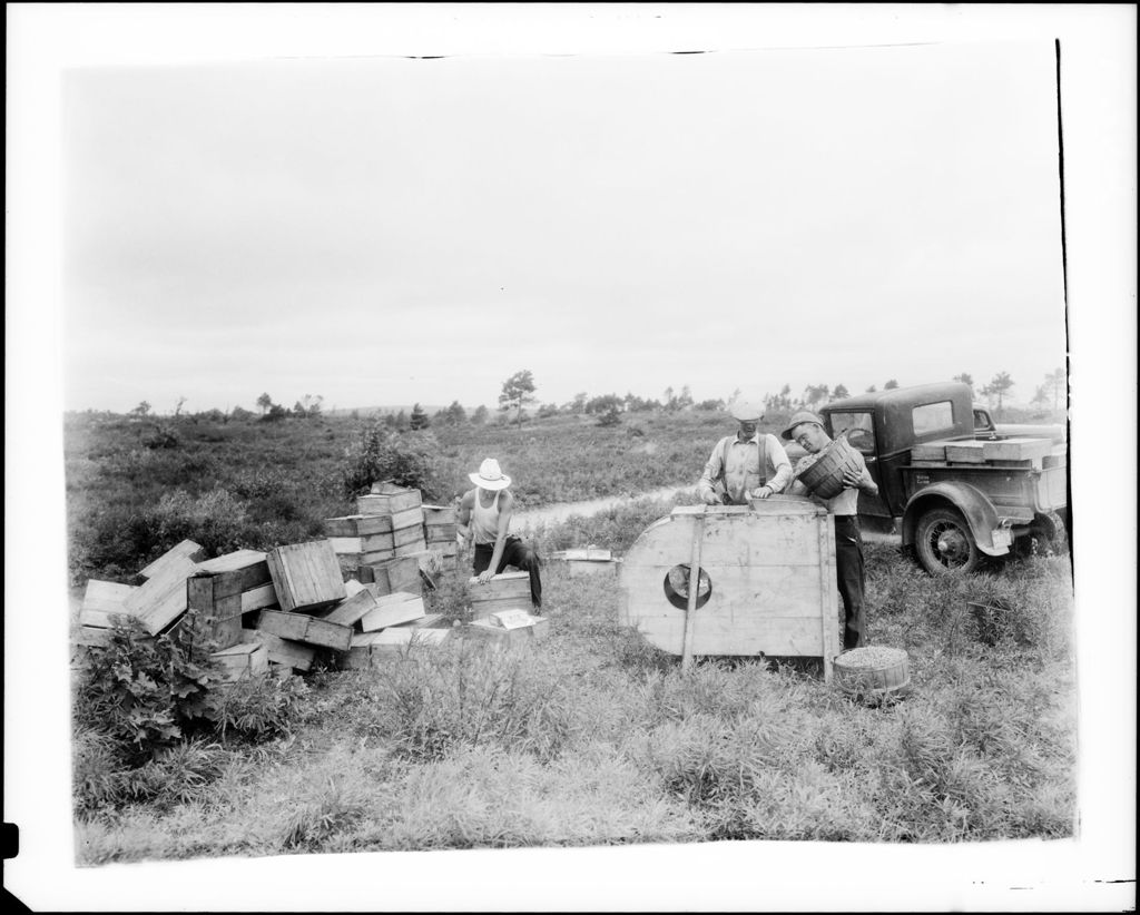 Miniature of Workers Cleaning And Boxing Blueberries