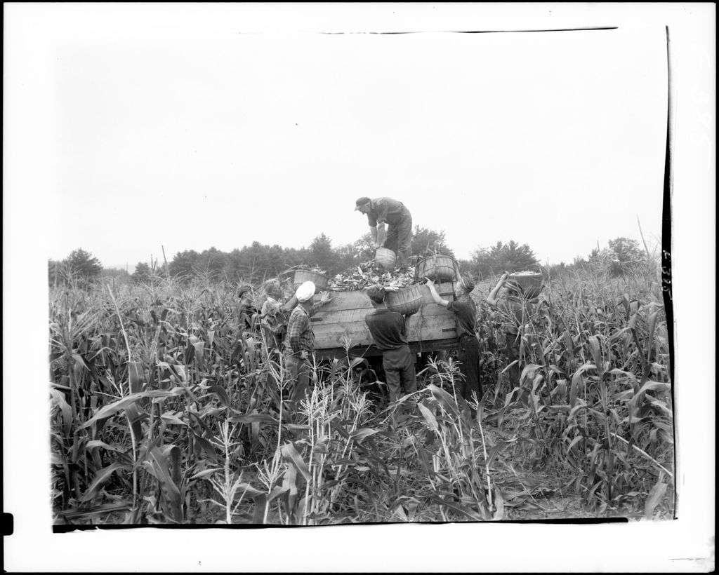 Miniature of Farm Workers Picking Corn And Loading A Truck With Same In Fryeburg