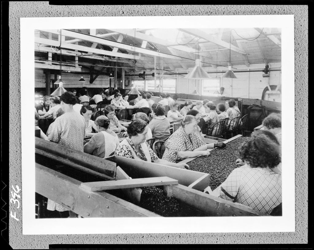 Miniature of Workers Sorting Blueberries In Factory