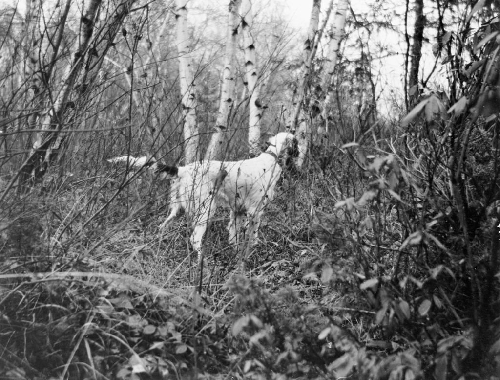 Miniature of Hunting Dog On Point