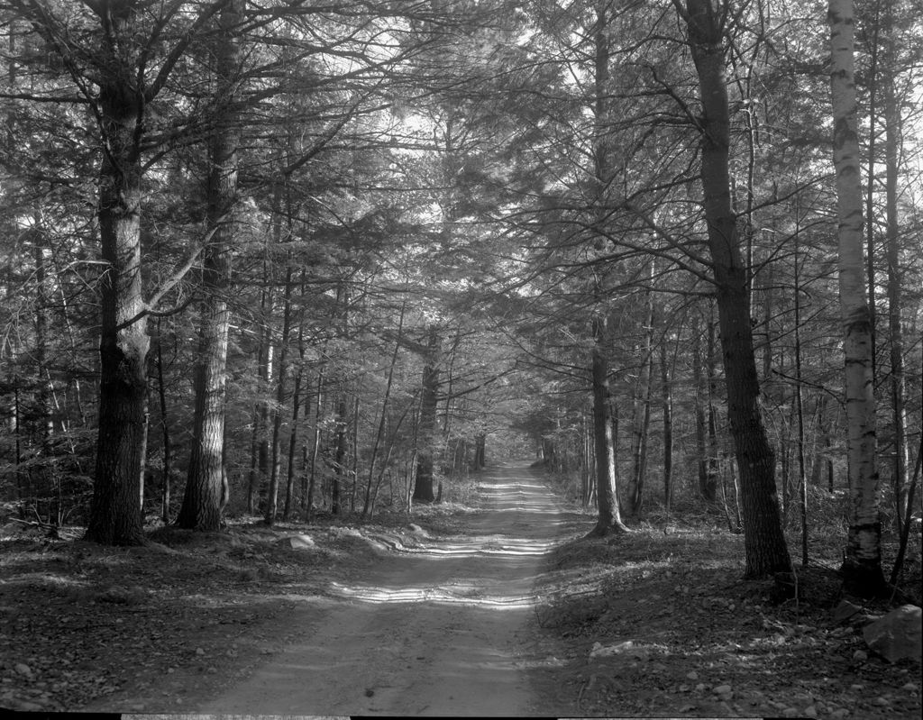 Miniature of Long Narrow Dirt Road Through A Pine Forest, Called The Little Sebago Road