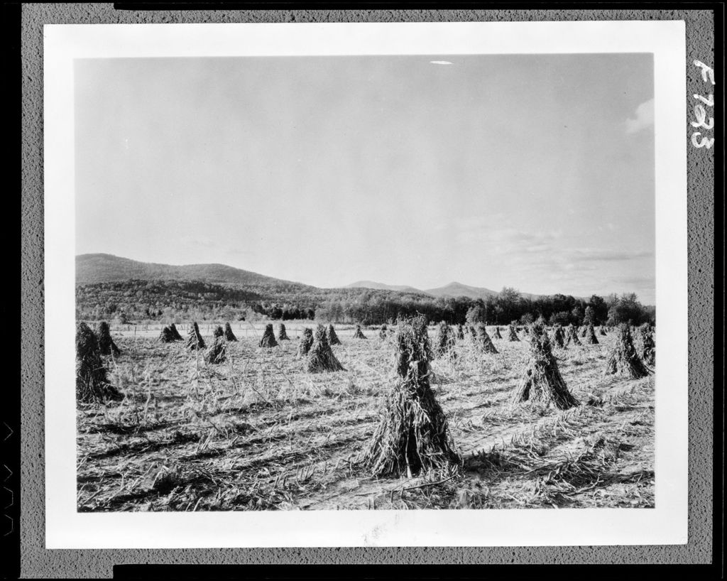 Miniature of Corn Stacks In Field