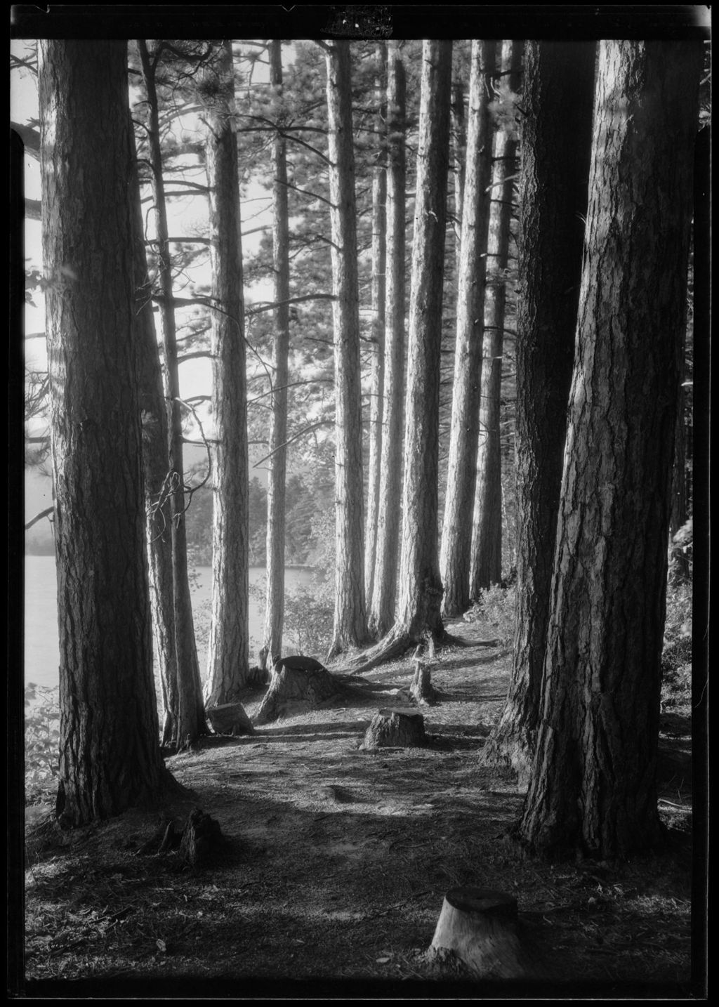 Miniature of Sunlit Pine Forest